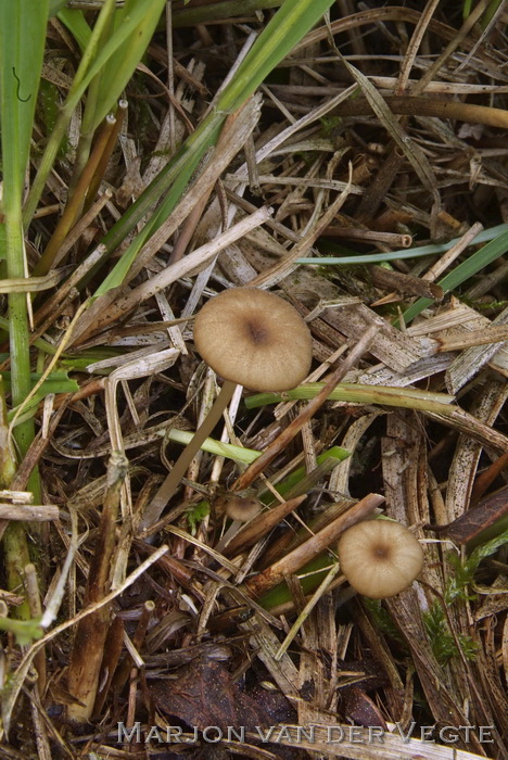 Veranderlijke satijnzwam - Entoloma olivaceotinctum